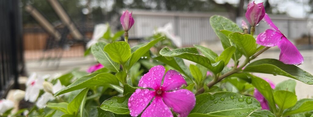 4EEAECFD-66CD-4456-A387-CB46316DA3B6_1_105_c